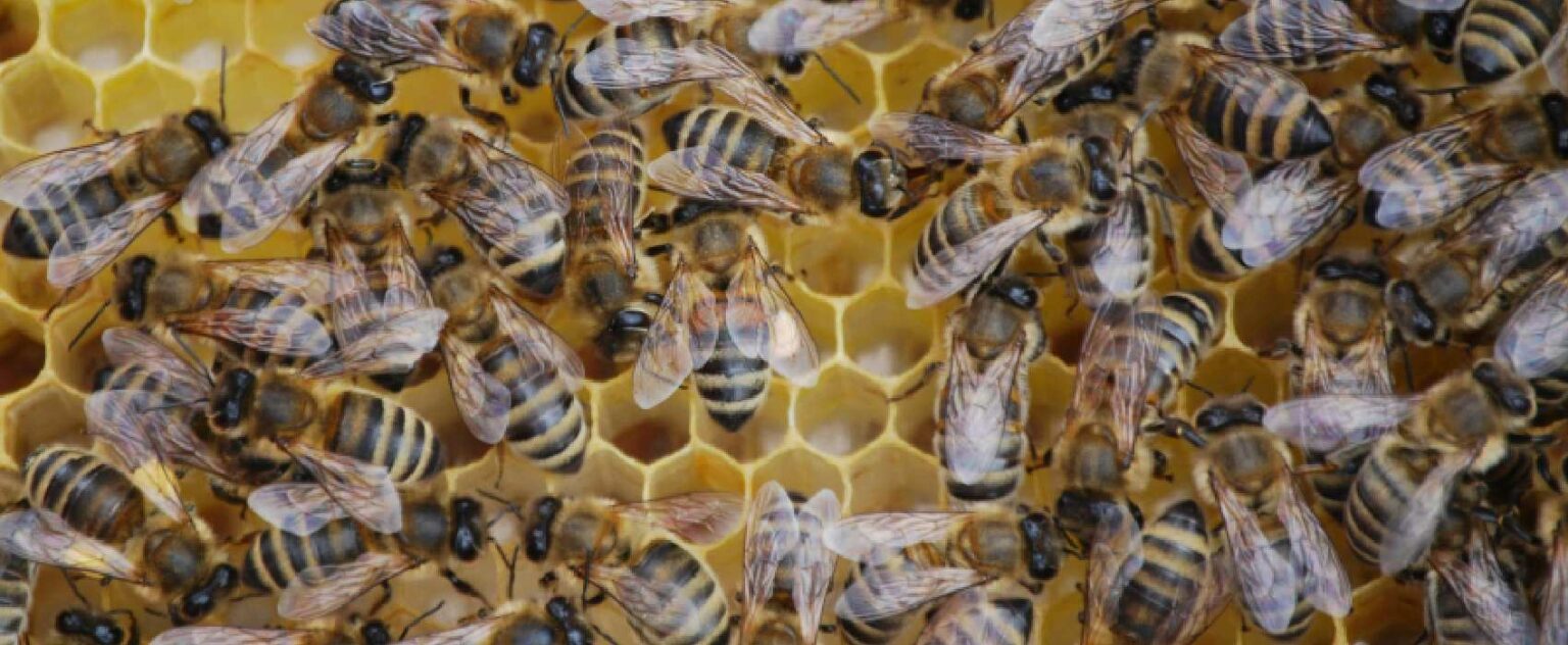 Innovation Lessons from Bees - delightability