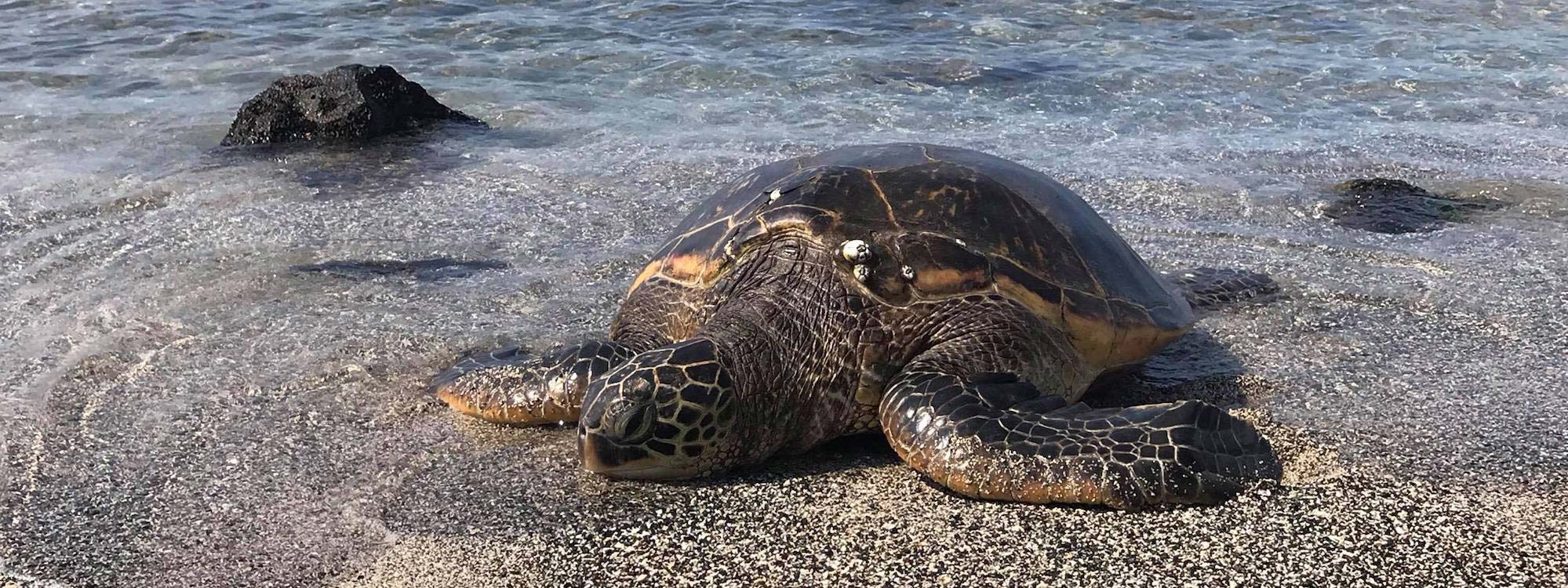 image of Sea Turtle Big Island Hawaii - author Gregory Olson