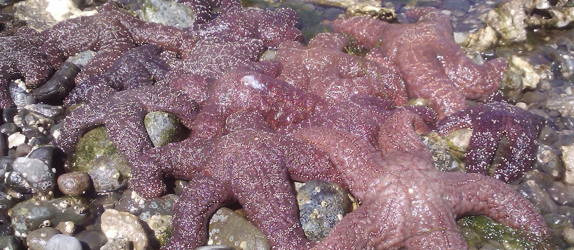 image of starfish used as metaphor for feedback mindmeld session