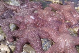 image of starfish used as metaphor for feedback mindmeld session